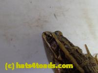 /home//u458753944/public_html/sourcegallery//Roxborough Toad Detour/2013-2019/2017/P3070582.JPG